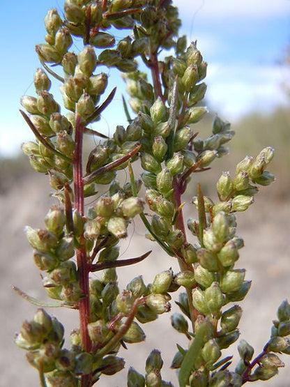 500 BEACH WORMWOOD Artemisia Caudata Silvermound Red Sagewort Herb Flower Seeds