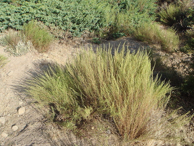 500 BEACH WORMWOOD Artemisia Caudata Silvermound Red Sagewort Herb Flower Seeds