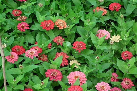 Exquisite Zinnia (Zinnia elegans) Seeds – 250 ct