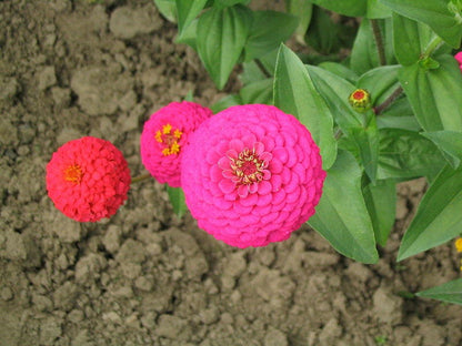 250 EXQUISITE ZINNIA Elegans Changes Color Red - Hot Pink Pale Pink Flower Seeds