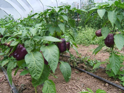 Purple Beauty Bell Pepper (Capsicum annuum) Seeds – 75 ct