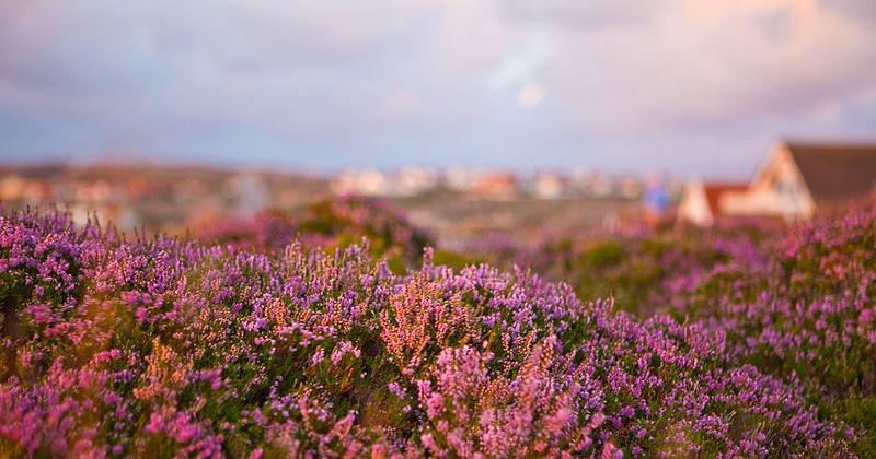 100 Scotch True Heather (Calluna Vulgaris) Seeds
