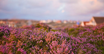 100 Scotch True Heather (Calluna Vulgaris) Seeds