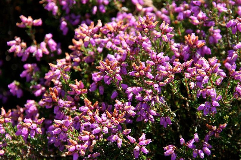 100 Scotch True Heather (Calluna Vulgaris) Seeds
