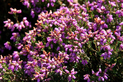 100 Scotch True Heather (Calluna Vulgaris) Seeds