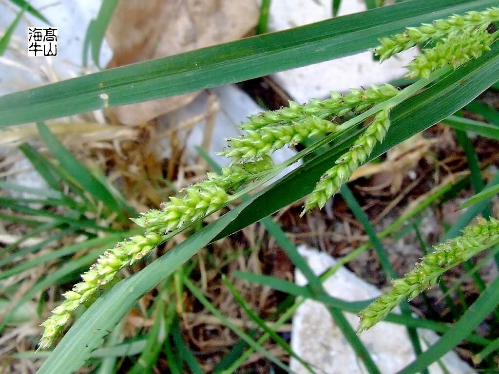 150 Japanese Millet (Echinochloa Frumentacea) Seeds