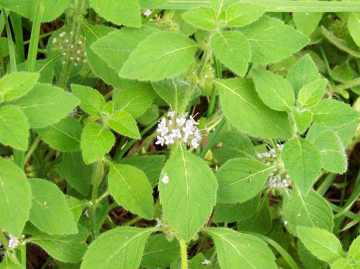50 WHITE WOOD MINT Mentha Arvensis Wild Field Herb Flower Seeds