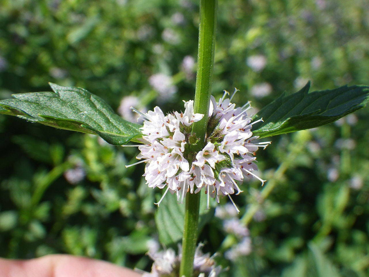 50 WHITE WOOD MINT Mentha Arvensis Wild Field Herb Flower Seeds