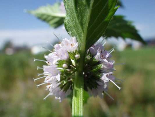 Wild Mint (Mentha arvensis) Seeds – 50 ct