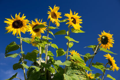 Hopi Sunflower (Helianthus annuus) Seeds – 50 ct