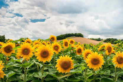 Hopi Sunflower (Helianthus annuus) Seeds – 50 ct
