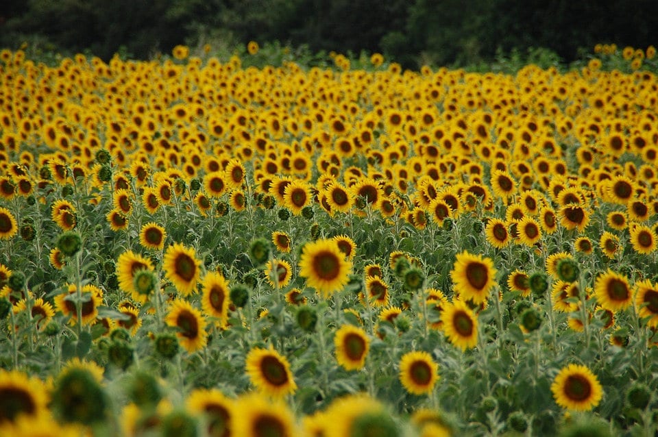 Hopi Sunflower (Helianthus annuus) Seeds – 50 ct