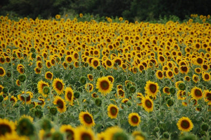 Hopi Sunflower (Helianthus annuus) Seeds – 50 ct