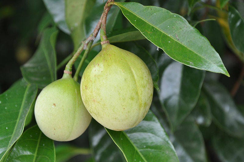 1 Nutmeg tree (Myristica Fragrans) seeds