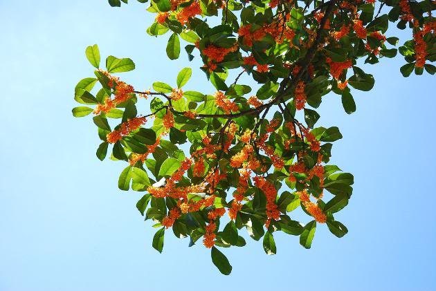 1 Nutmeg tree (Myristica Fragrans) seeds
