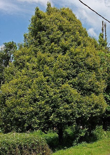 1 Nutmeg tree (Myristica Fragrans) seeds