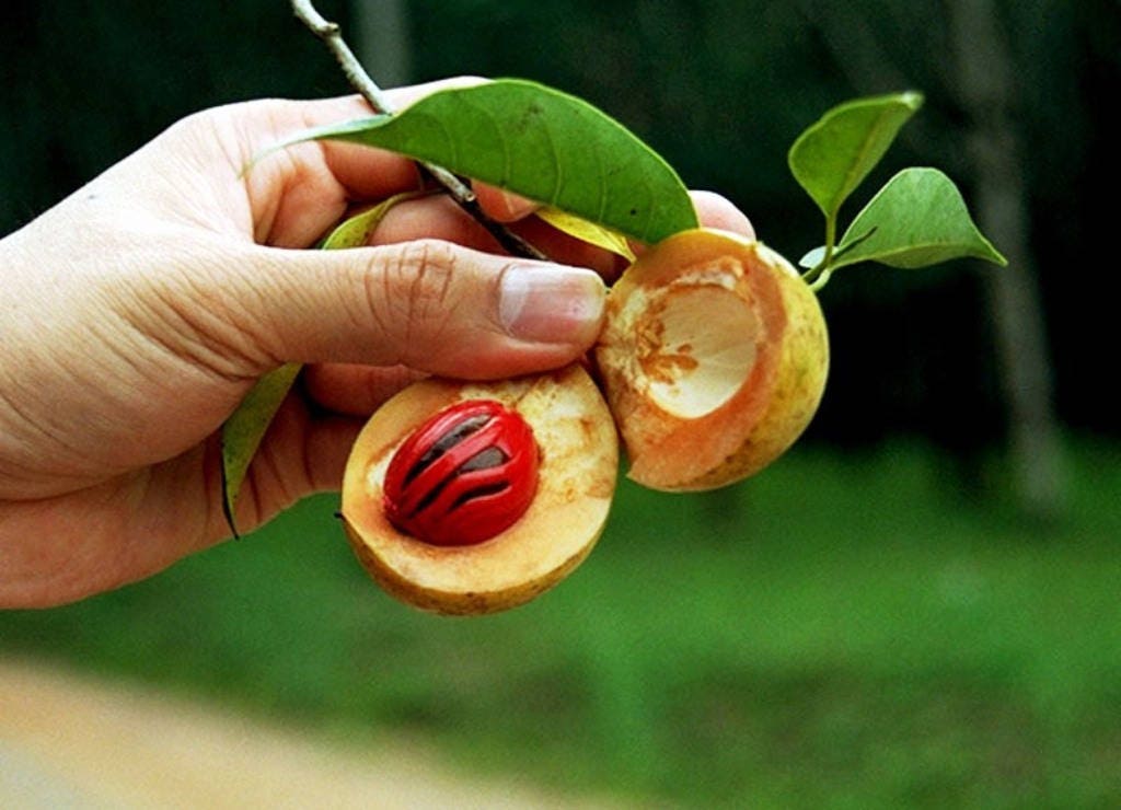 1 Nutmeg tree (Myristica Fragrans) seeds