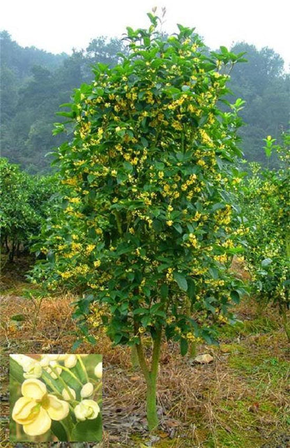1 Nutmeg tree (Myristica Fragrans) seeds