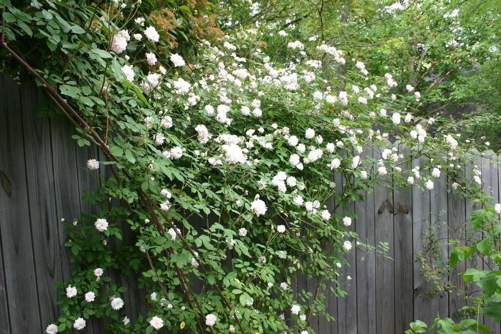 5 White Climbing Rose (Rosa) Seeds