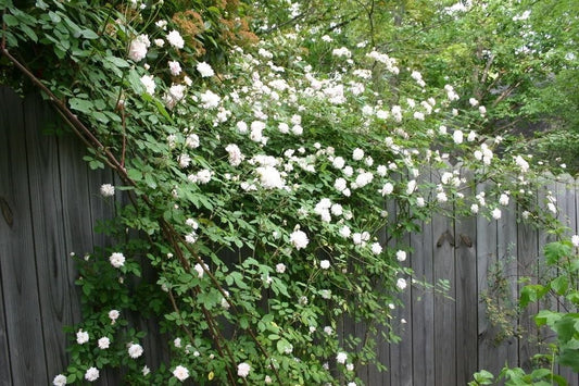 5 White Climbing Rose (Rosa) Seeds