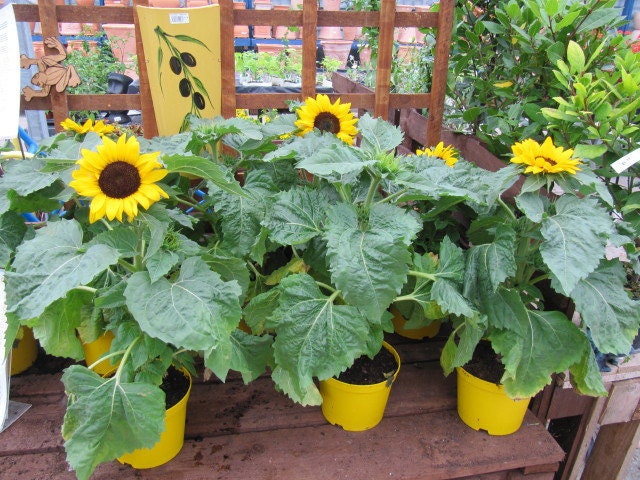Incredible Dwarf Sunflower (Helianthus annuus) Seeds – 30 ct
