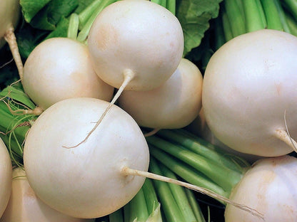 500 Hailstone White Globe Radish (Raphanus Sativus) Seeds