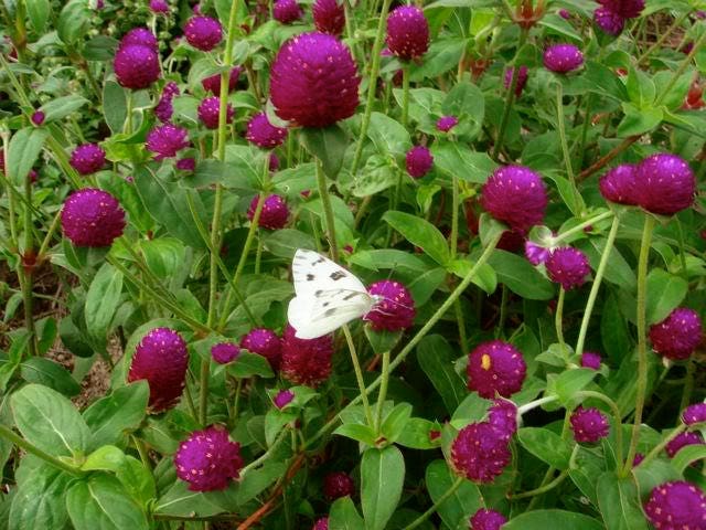 50 Globe Amaranth (Gomphrena Globosa) Seeds