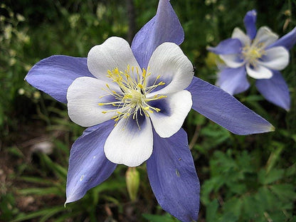 50 Blue Rocky Mountain Columbine (Aquilegia Caerulea) Seeds