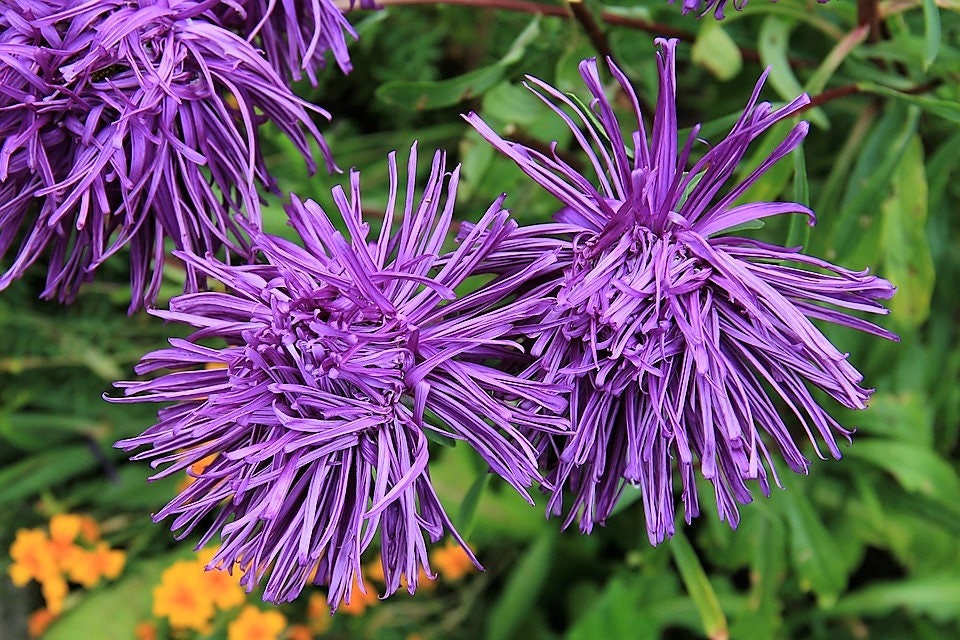 Violet Needle Aster (Callistephus chinensis) Seeds – 30 ct