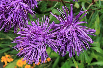 Violet Needle Aster (Callistephus chinensis) Seeds – 30 ct