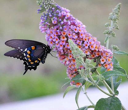 Mixed Butterfly Bush (Buddleja davidii) Seeds – 100 ct