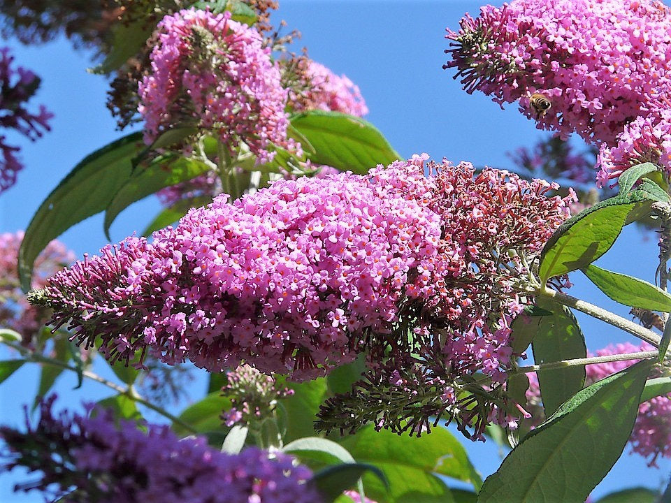 Mixed Butterfly Bush (Buddleja davidii) Seeds – 100 ct