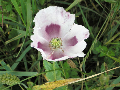 350 TASMANIAN Purple & White POPPY Papaver Somniferum Flower Seeds