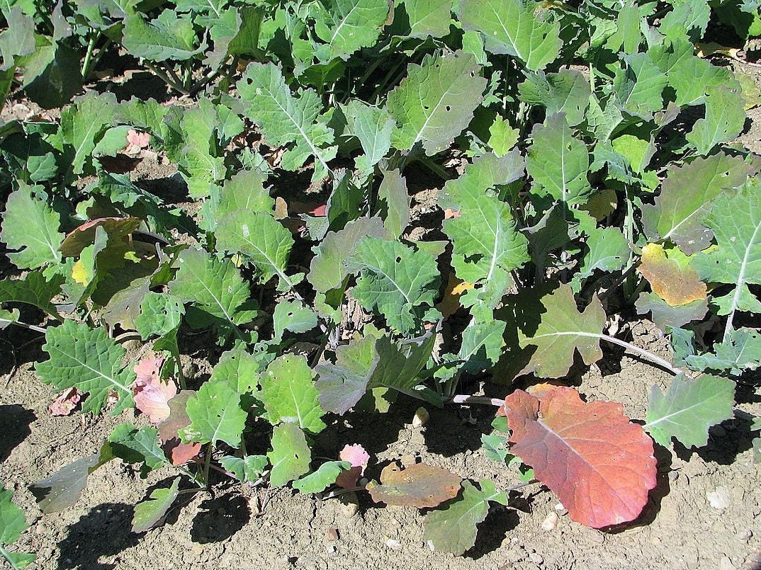 1000 Dwarf Essex Rape Kale (Brassica Napus) Seeds