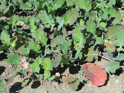 1000 Dwarf Essex Rape Kale (Brassica Napus) Seeds