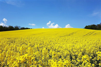 1000 Dwarf Essex Rape Kale (Brassica Napus) Seeds
