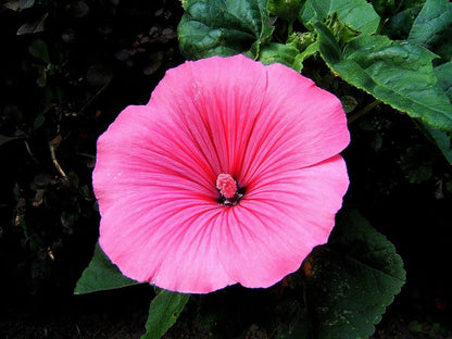200 Rose Mallow (Hibiscus Lavatera Trimestris) Seeds