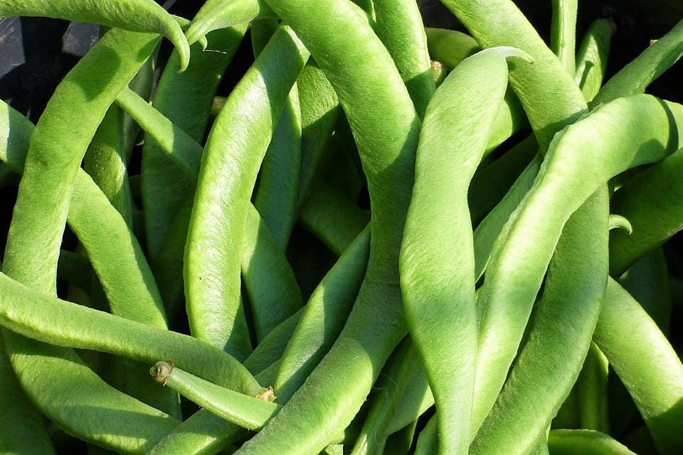 50 BABY LIMA BEAN Phaseolus Lunatus Vegetable Seeds