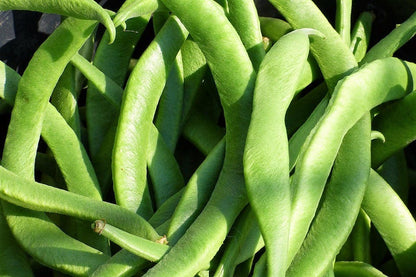 50 BABY LIMA BEAN Phaseolus Lunatus Vegetable Seeds