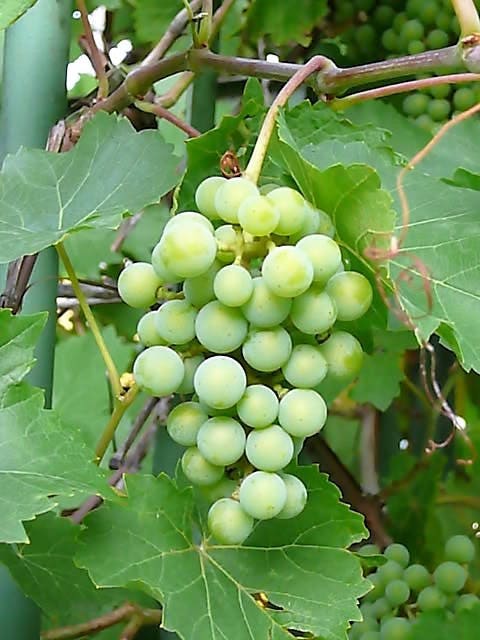 50 Green Table Grape (Vitis Vinifera) Seeds