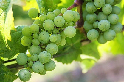 50 Green Table Grape (Vitis Vinifera) Seeds