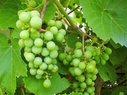 50 Green Table Grape (Vitis Vinifera) Seeds