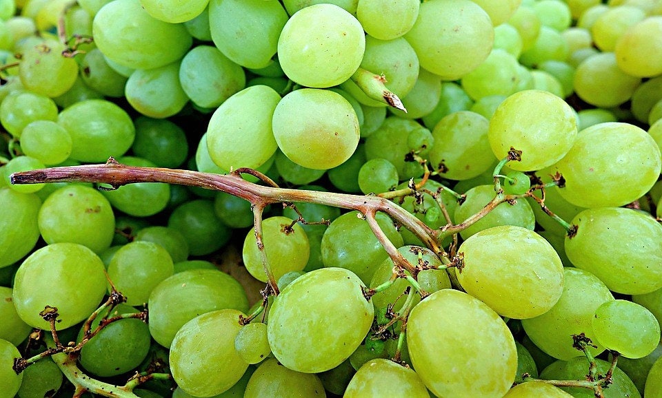 50 Green Table Grape (Vitis Vinifera) Seeds
