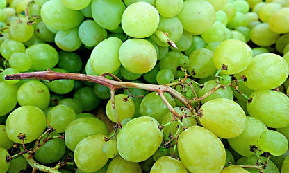 50 Green Table Grape (Vitis Vinifera) Seeds