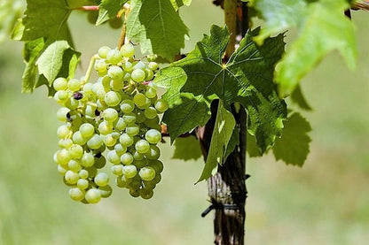 50 Green Table Grape (Vitis Vinifera) Seeds