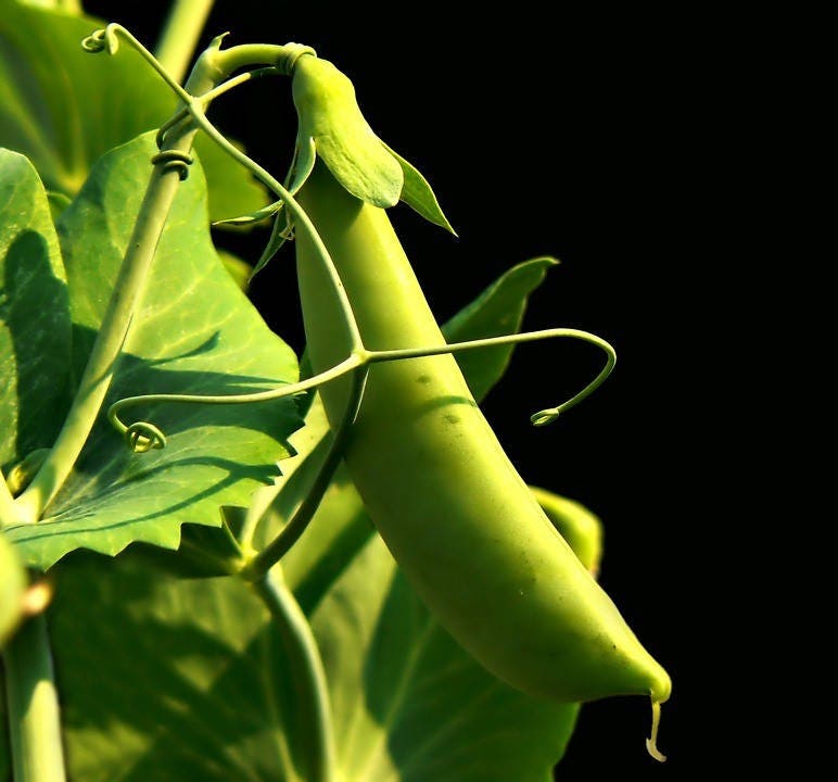 50 Super Sugar Snap Pea (Pisum Sativum Macrocarpon) Seeds