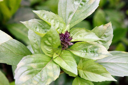 1000 Licorice Basil Ocimum Basilicum HERB Flower Seeds