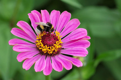 250 Mixed Colors Zinnia (Zinnia Elegans) Seeds