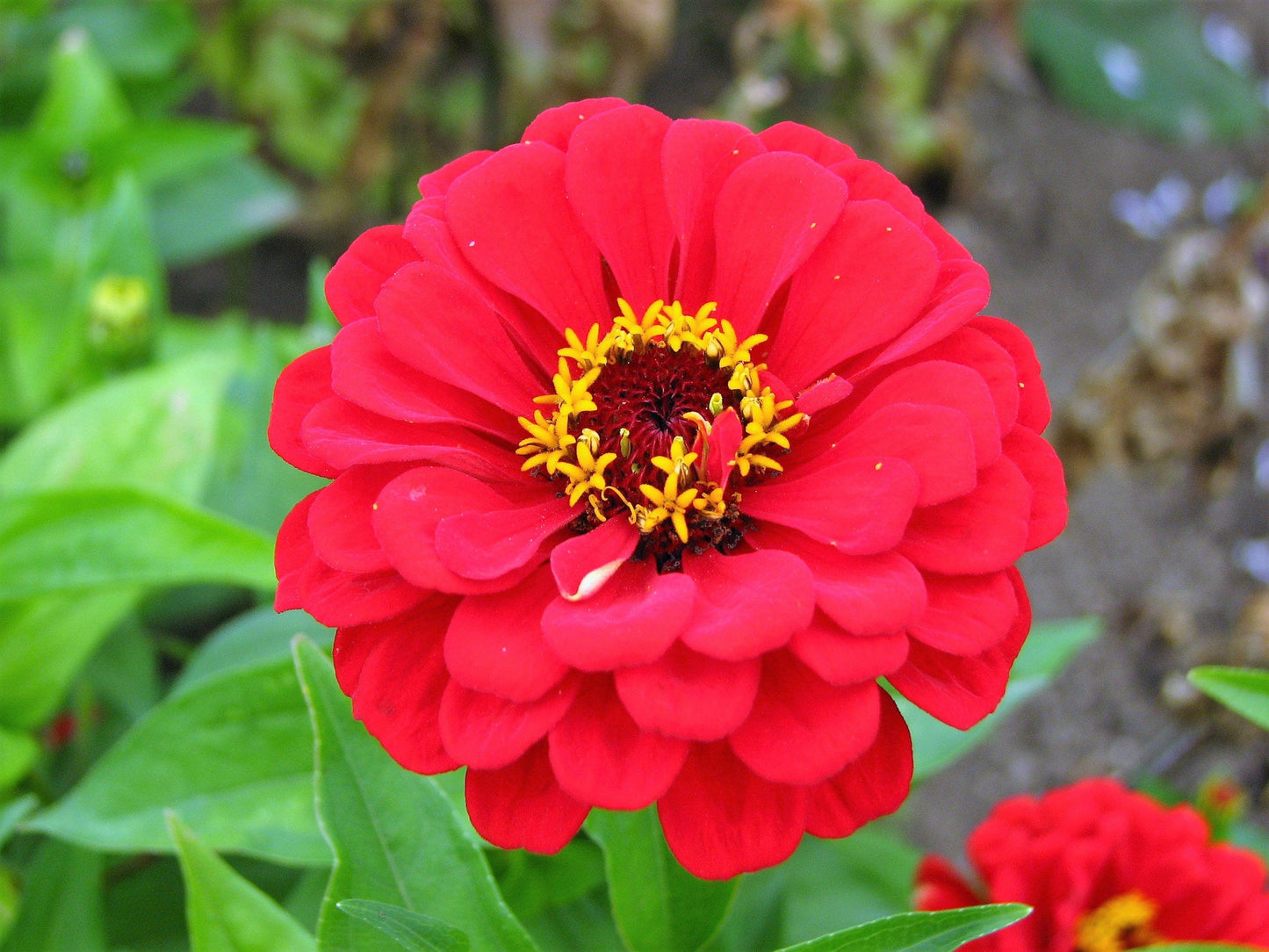 250 Mixed Colors Zinnia (Zinnia Elegans) Seeds