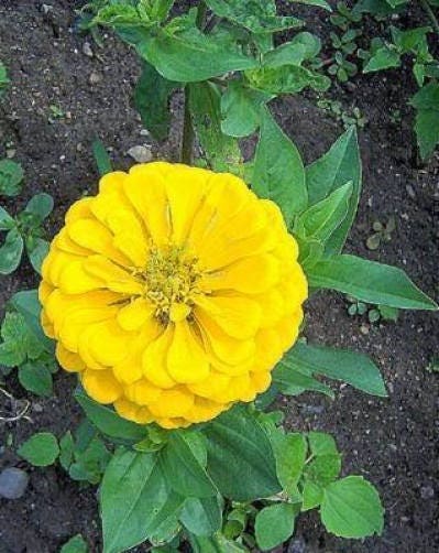 250 Mixed Colors Zinnia (Zinnia Elegans) Seeds